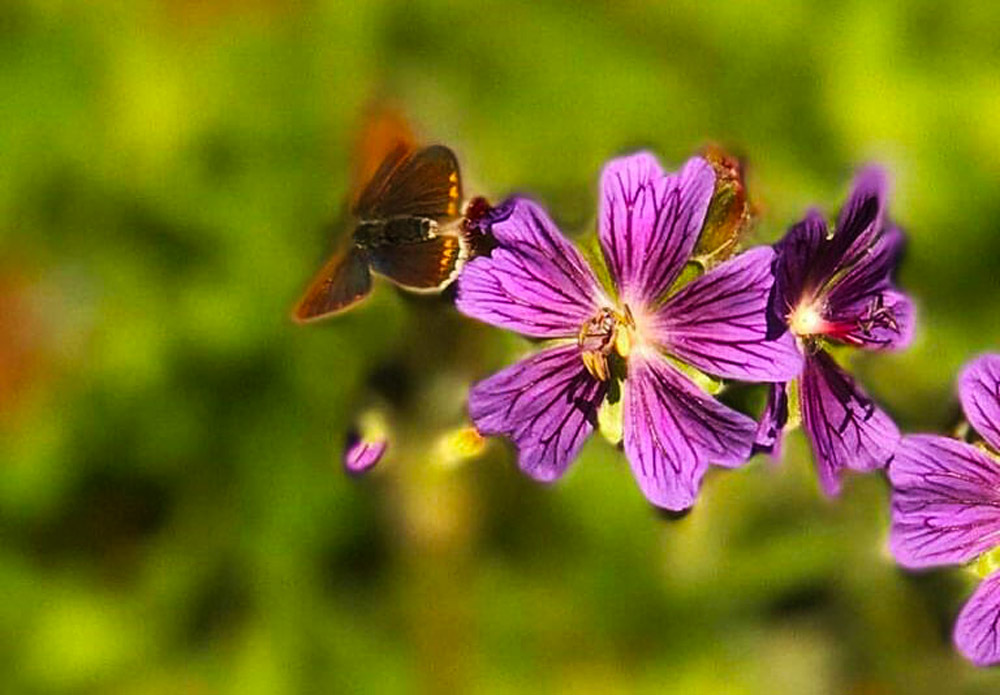 Gumushane Fotograf Kampi